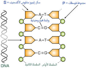 بذلك يكون ترتيب القواعد في السلسلة المقابلة a t c g الأولى هي dna ترتيب القواعد النيتروجينية في سلسلة ال
